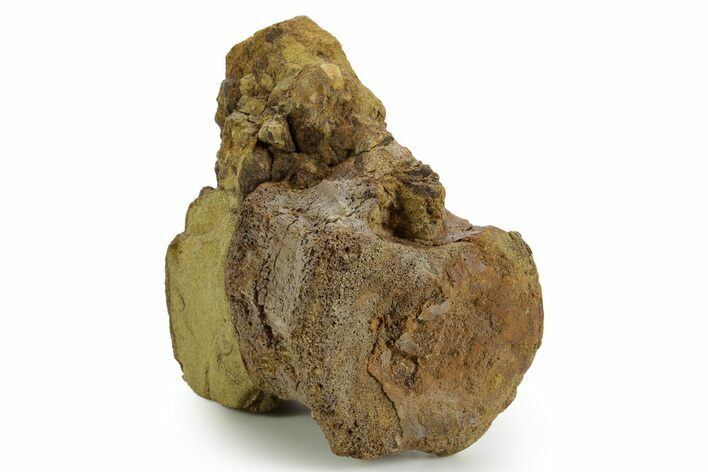 Hadrosaur (Edmontosaurus) Caudal Vertebra - Wyoming #377729